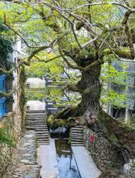 ɽ������